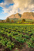 Tea estate on Mount Mulanje at sunset, Malawi, Africa