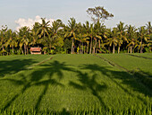 Rice paddy fields in the highlands in Bali, Indonesia, Southeast Asia, Asia