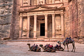 Camels in front of the Treasury, Petra, UNESCO World Heritage Site, Jordan, Middle East