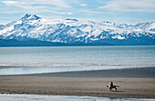 Horseback rider enjoys a ride on the beach of Homer Spit during a low tide, Kenai Peninsula, Southcentral Alaska, autumn