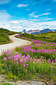 Fireweed line the park road at Sable Pass in Denali National Park, Interior Alaska, Summer