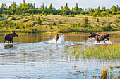 Three bull moose forage for food in a pond off the Coastal Trail in Kincaid Park, Anchorage, Southcentral Alaska.