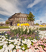 Theaterplatz mit Semperoper im Frühling mit blühendem Blumen im Vordergrund, Dresden, Sachsen, Deutschland