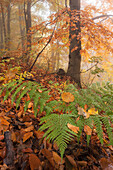 Primeval beech forest in autumn with fog and fern in the foreground, Ore Mountains, Ustecky kraj, Czech Republic
