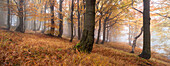 Panorama of a primeval beech forest in autumn with grass in the foreground, Ore Mountains, Ustecky kraj, Czech Republic