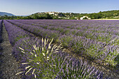 Lavender field near the village of Sault, Alpes-de-Haute-Provence, Provence-Alpes-Cote d’Azur, France