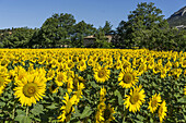 Sonnenblumen in einem Feld, Lourmarin, Vaucluse, Luberon, Provence-Alpes-Côte d’Azur, Frankreich