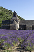 Lavendel vor dem Kloster Abbaye de Senanque, bei Gordes, Vaucluse, Provence-Alpes-Côte d’Azur, Frankreich