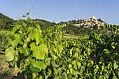Vineyard near Lacoste, Lacoste, Vaucluse, Provence-Alpes-Cote d’Azur, France