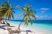 Playa Cabeza de Toro, Punta Cana, Dominican Republic, West Indies, Caribbean, Central America