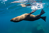 Adult California sea lion Zalophus californianus underwater at Los Islotes, Baja California Sur, Mexico, North America