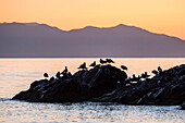 Heermann's gulls Larus heermanni at sunset on Isla Rasita, Baja California, Mexico, North America