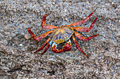 Adult Sally Lightfoot crab Grapsus grapsus at low tide on Punta Colorado, Isla San Jose, Baja California Sur, Mexico, North America
