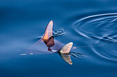 Mobula, Mobula spp, with wingtips above the surface near Isla Danzante, Baja California Sur, Mexico, North America