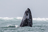 Adult California gray whale Eschrichtius robustus spy-hopping in San Ignacio Lagoon, Baja California Sur, Mexico, North America