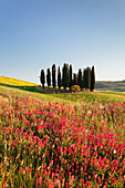 Group of cypress trees and field of flowers, near San Quirico, Val d'Orcia Orcia Valley, UNESCO World Heritage Site, Siena Province, Tuscany, Italy, Europe