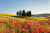 Group of cypress trees and field of flowers, near San Quirico, Val d'Orcia Orcia Valley, UNESCO World Heritage Site, Siena Province, Tuscany, Italy, Europe