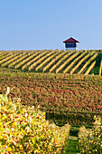 Cottage in vineyards in autumn, Uhlbach, Baden-Wurttemberg, Germany, Europe