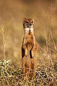 Yellow mongoose Cynictis penicillata prairiedogging, Mountain Zebra National Park, South Africa, Africa