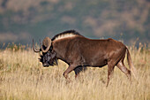 Black wildebeest white-tailed gnu Connochaetes gnou, Mountain Zebra National Park, South Africa, Africa