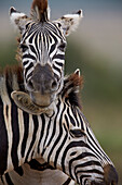 Common Zebra Plains Zebra Burchell's Zebra Equus burchelli, Addo Elephant National Park, South Africa, Africa