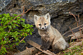 Red fox Vulpes vulpes Vulpes fulva kit posing, Yellowstone National Park, Wyoming, United States of America, North America