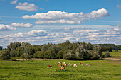 Kuehe auf einer Weide bei Kleve, Niederrhein, Nordrhein-Westfalen, Deutschland