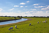 Kuehe auf einer Weide, Altrheinarm bei Schenkenschanz, Niederrhein, Nordrhein-Westfalen, Deutschland