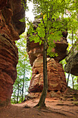 Altschlossfelsen, bei Eppenbrunn, Naturpark Pfaelzer Wald, Rheinland-Pfalz, Deutschland