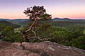 Sprinzelfels rock, near Busenberg, Dahner Felsenland, Palatinate Forest nature park, Rhineland-Palatinate, Germany