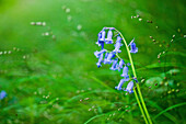 Bluebell Hyacinthoides non-scripta, Oxfordshire, England, United Kingdom, Europe