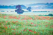 Poppy fields, Deddington, Oxfordshire, England, United Kingdom, Europe