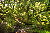 Wistman's Wood, ancient oak woodland, Dartmoor, Devon, England, United Kingdom, Europe