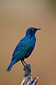 Greater blue-eared glossy starling Lamprotornis chalybaeus, Kruger National Park, South Africa, Africa