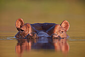 Hippopotamus Hippopotamus amphibius, Kruger National Park, South Africa, Africa