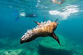 California sea lion Zalophus californianus underwater with snorkeler at Los Islotes, Baja California Sur, Mexico, North America