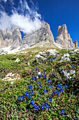 Gentians bloom around the Three Peaks of Lavaredo, Sesto, Dolomites, Trentino-Alto Adige, Italy, Europe