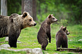 Brown bear cubs and adult Ursus arctos, Finland, Scandinavia, Europe