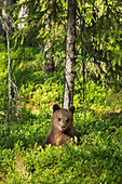Brown bear cub Ursus arctos, Kuhmo, Finland, Scandinavia, Europe
