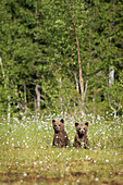 Brown bear cubs Ursus arctos, Kuhmo, Finland, Scandinavia, Europe
