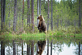 Brown bear Ursus arctos, Kuhmo, Finland, Scandinavia, Europe