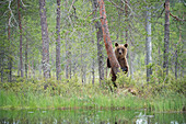 Brown bear Ursus arctos, Kuhmo, Finland, Scandinavia, Europe