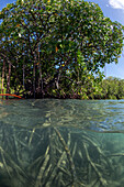 Rhizophora sp. mangrove above and below split shots from Sau Bay, Vanua Levu, Fiji, South Pacific, Pacific