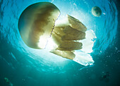 Barrel jelly fish Rhizostoma pulmo in United Kingdom waters, Devon, England, United Kingdom, Europe