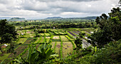 Rice Fields of Amed in the Karangasem Regency of Bali, Indonesia