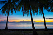 Palm trees at sunset on San Juan beach, San Juan, Siquijor Island