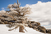 Donner Pass