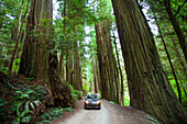 A car driving on Howland Hill Road towards Stout Grove in Jedediah Smith Redwoods State Park, California.