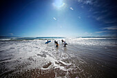 young surfers heading towards the waves for surfing, Indonesia - Bali- Ubud