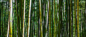Bamboo forest in Damyang